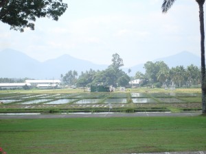 rice fields at the university